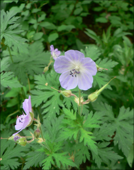 Geranium pratense L.