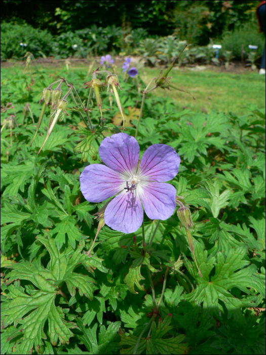 Geranium pratense L.