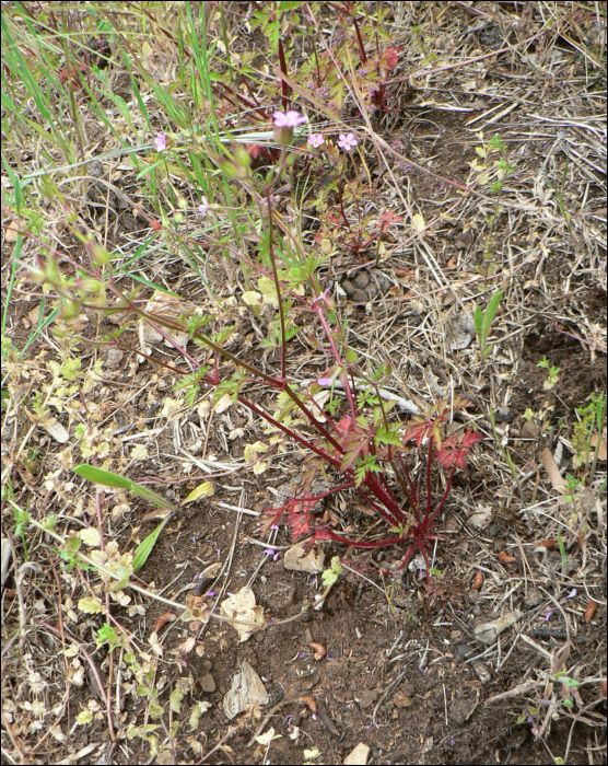 Geranium purpureum