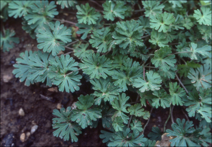 Geranium pusillum