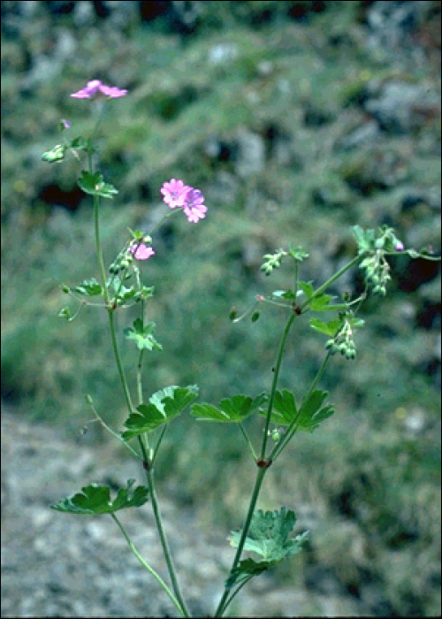 Geranium pyrenaïcum Burm