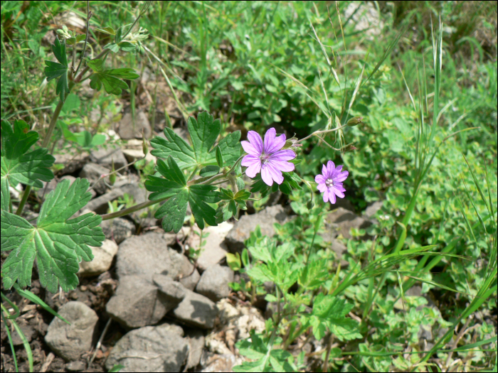 Geranium pyrenaïcum Burm