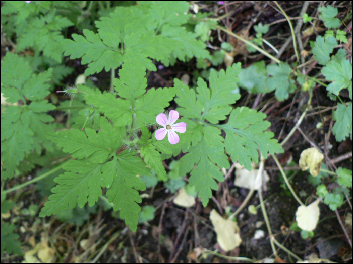 Geranium robertianum L.