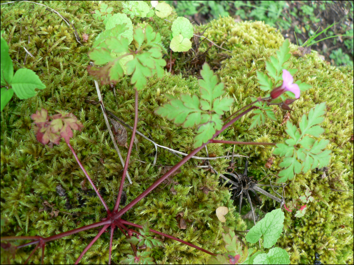 Geranium robertianum L.