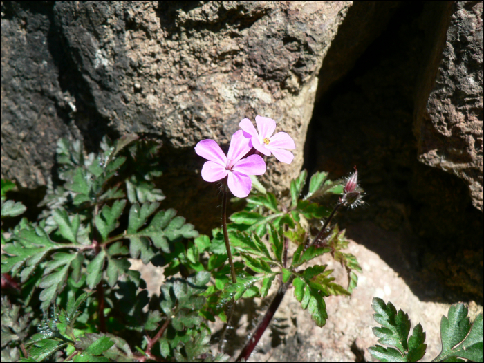 Geranium robertianum L.