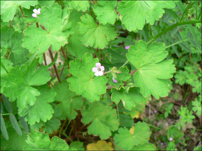 Geranium rotundifolium L.