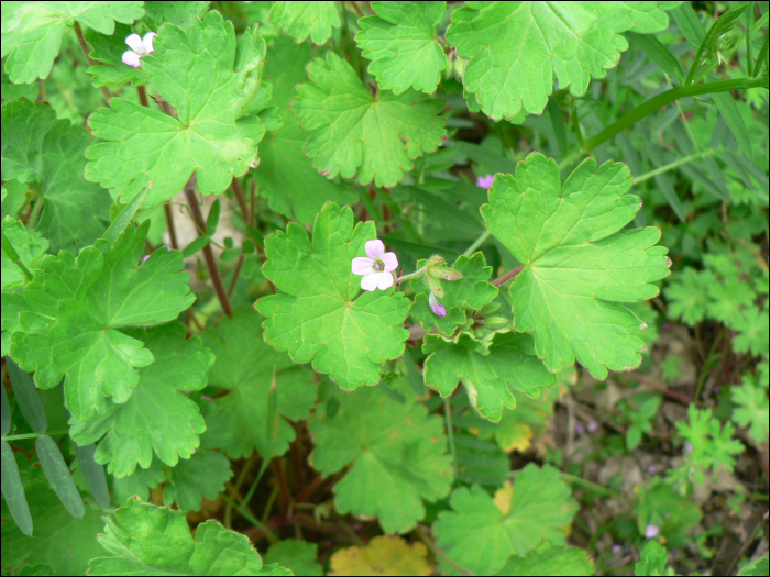 Geranium rotundifolium L.