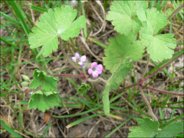 Geranium rotundifolium L.