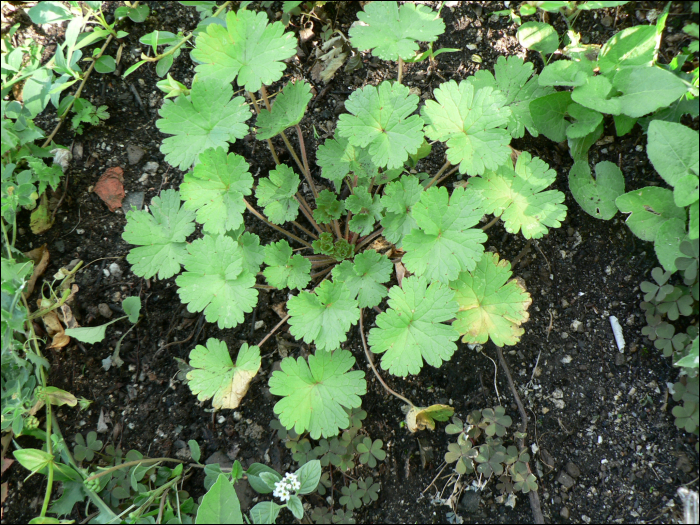 Geranium rotundifolium L.