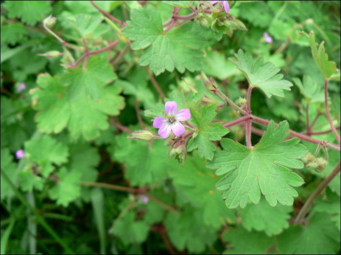 Geranium rotundifolium L.