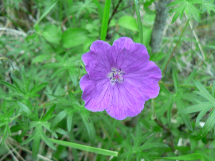 Geranium sanguineum L.