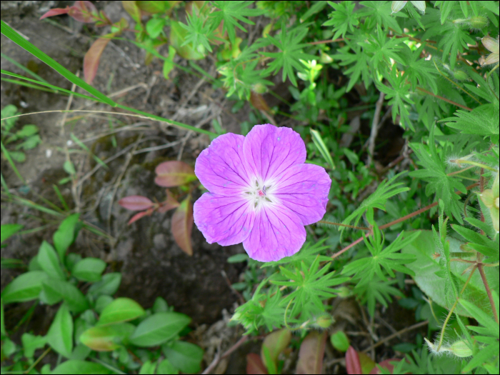 Geranium sanguineum L.