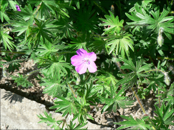 Geranium sanguineum L.