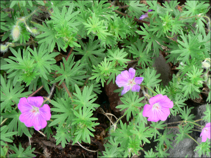 Geranium sanguineum L.