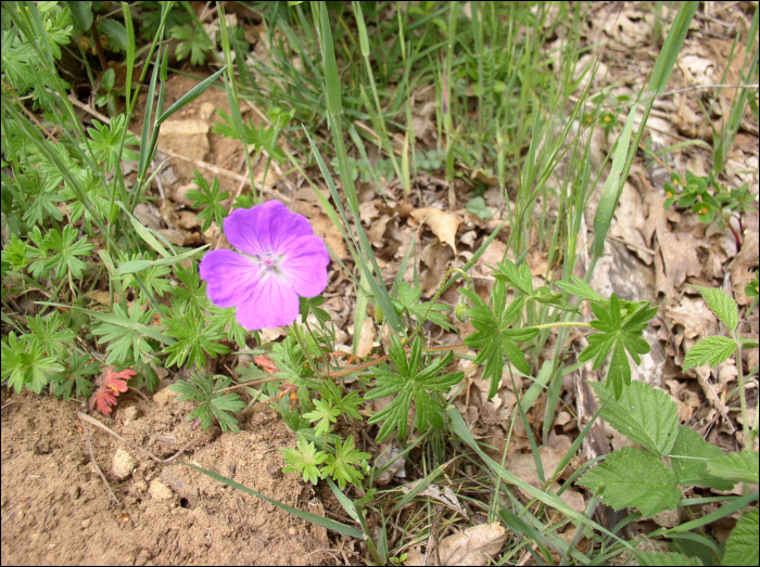 Geranium sanguineum L.