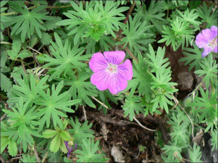 Geranium sanguineum L.