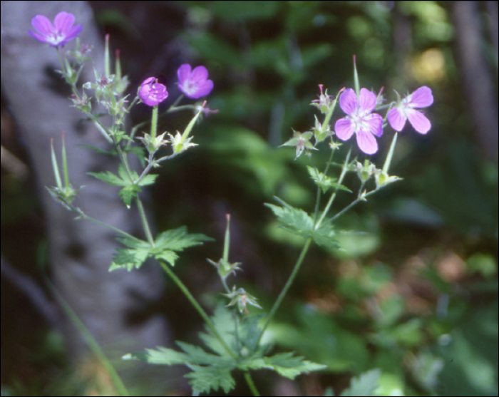 Geranium sylvaticum L.