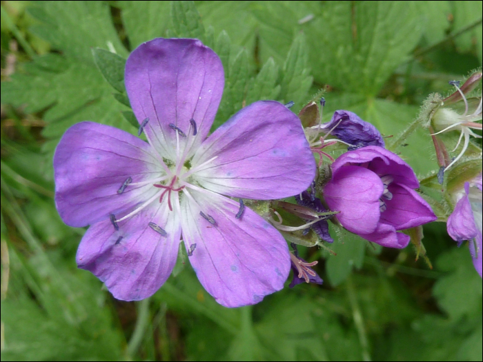 Geranium sylvaticum L.