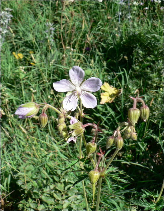 Geranium sylvaticum L.