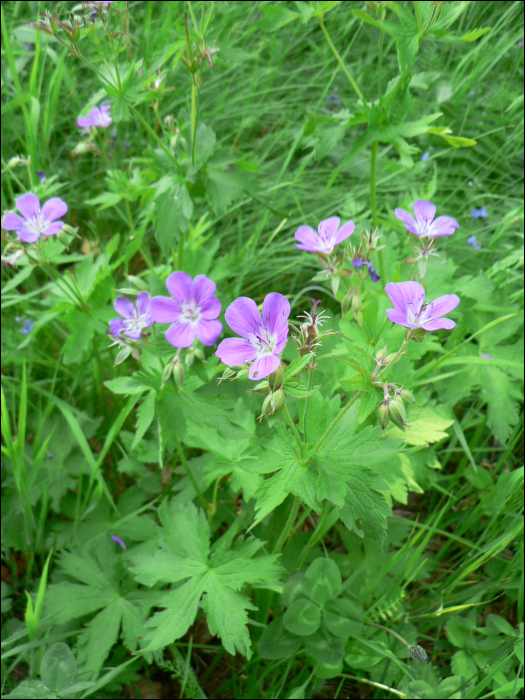 Geranium sylvaticum L.