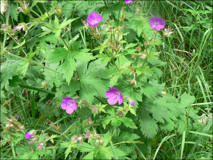 Geranium sylvaticum L.