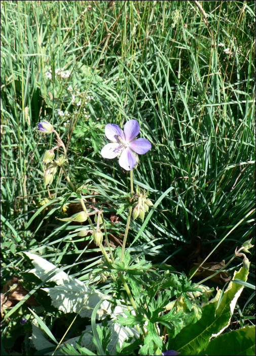 Geranium sylvaticum L.