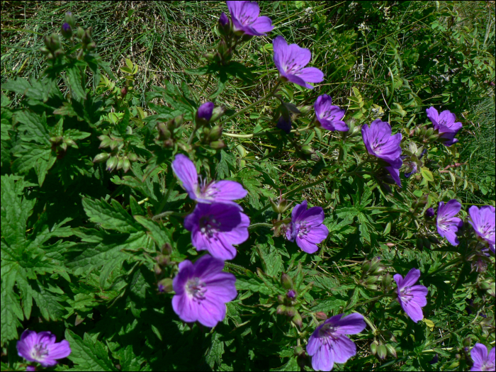 Geranium sylvaticum L.