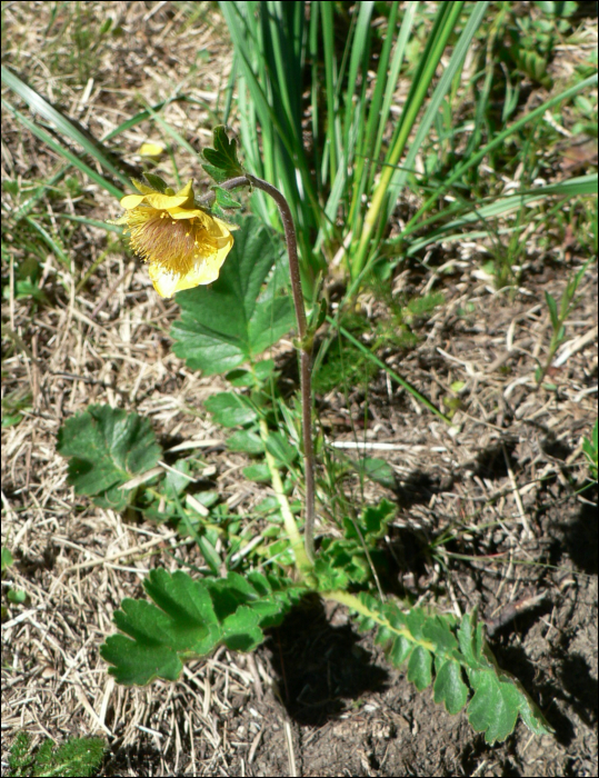 Geum montanum L.