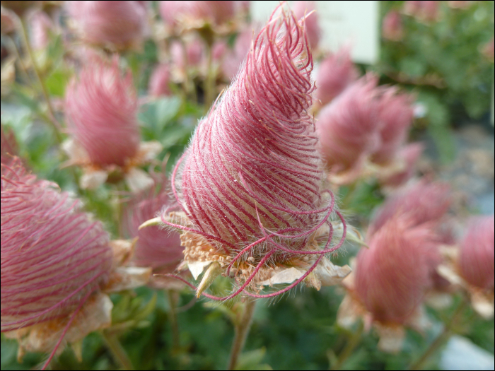 Geum montanum L.