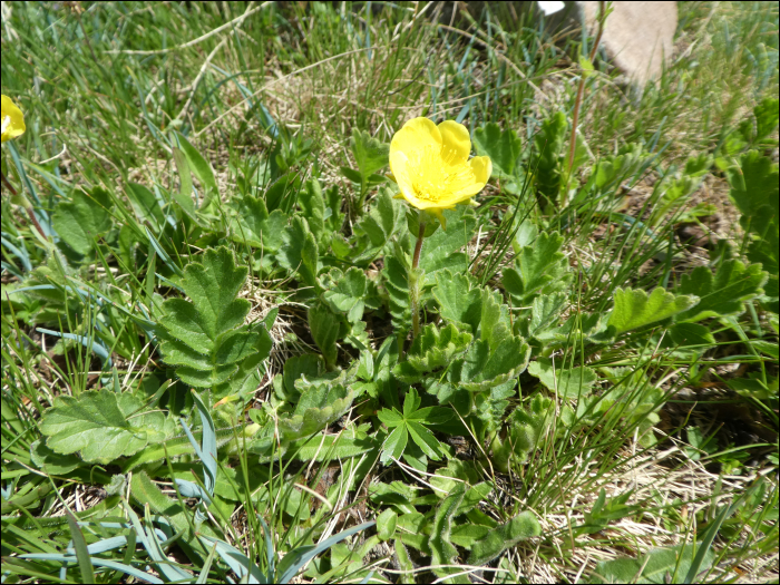 Geum montanum L.