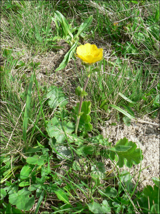 Geum montanum L.