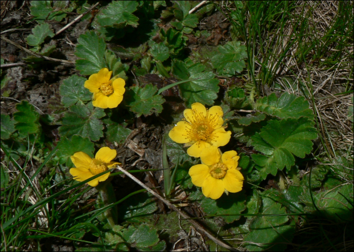 Geum montanum L.