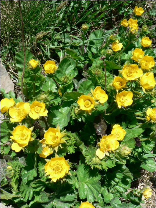 Geum montanum L.