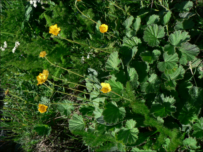 Geum pyrenaicum