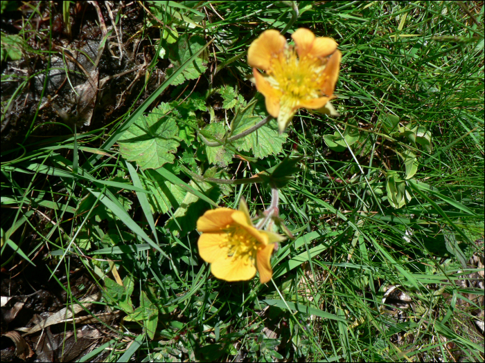 Geum pyrenaicum