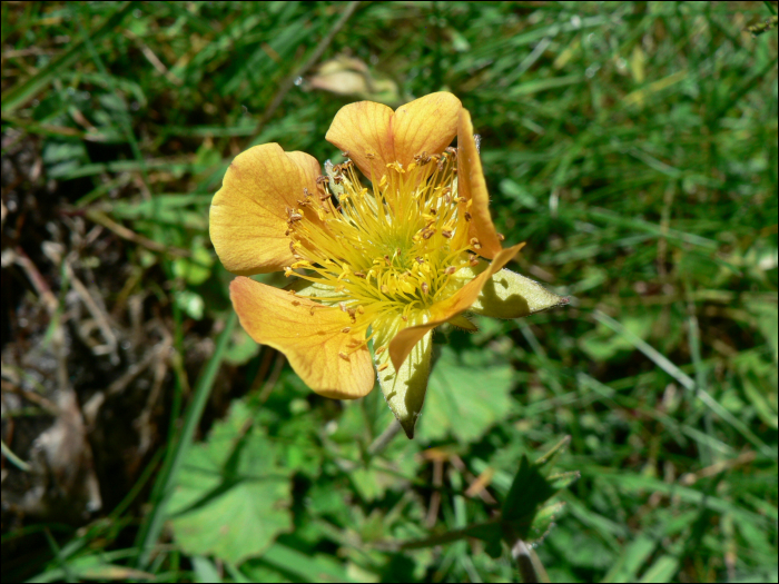 Geum pyrenaicum