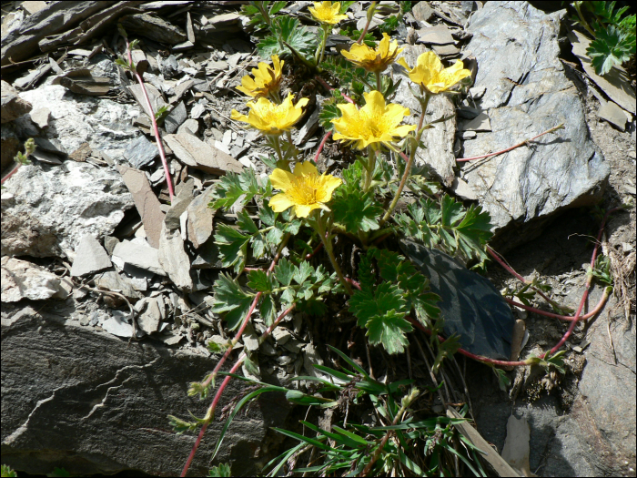 Geum reptans L.