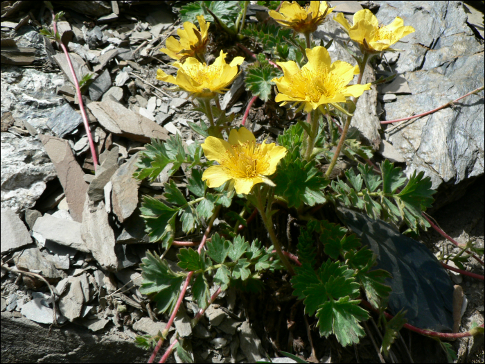 Geum reptans L.