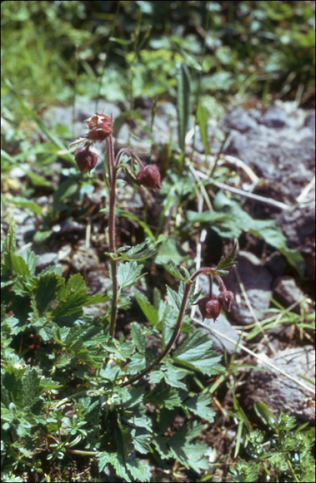 Geum rivale L.