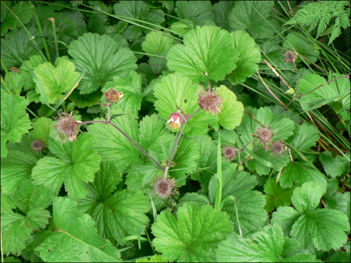 Geum rivale L.