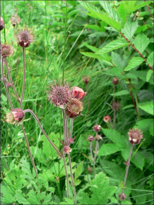 Geum rivale L.