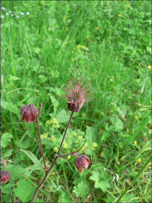 Geum rivale L.