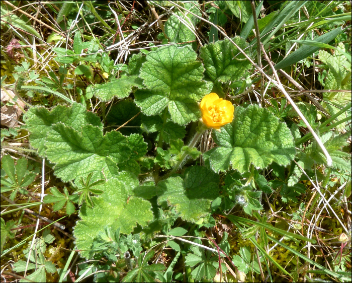 Geum sylvaticum