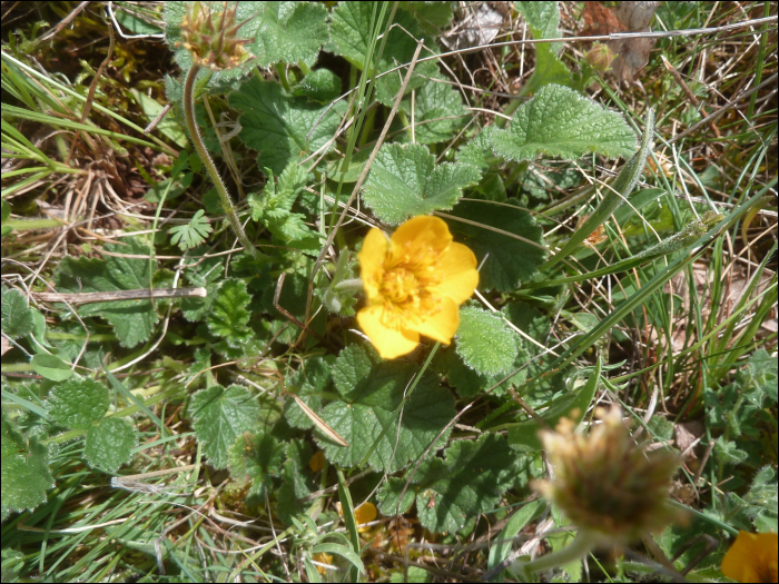 Geum sylvaticum