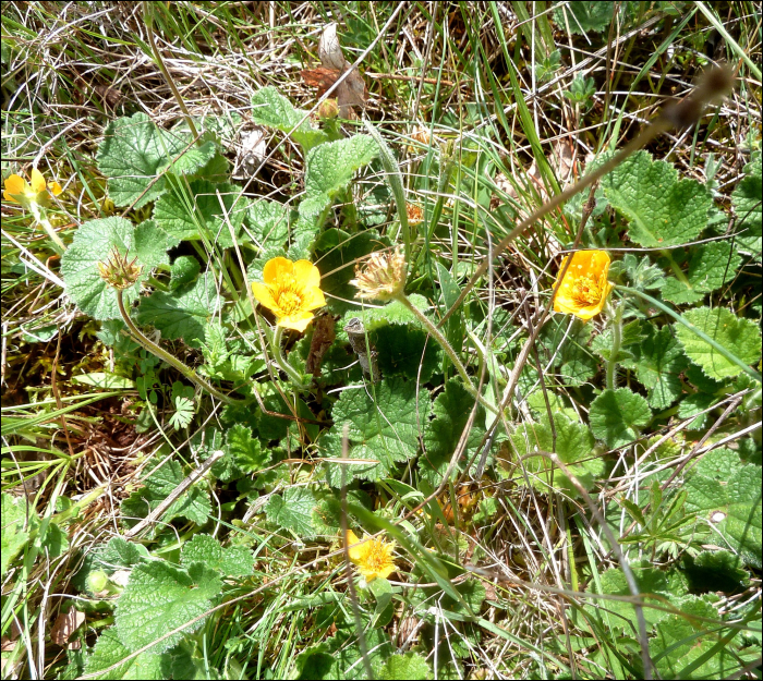 Geum sylvaticum