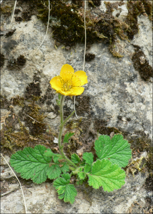 Geum urbanum L.