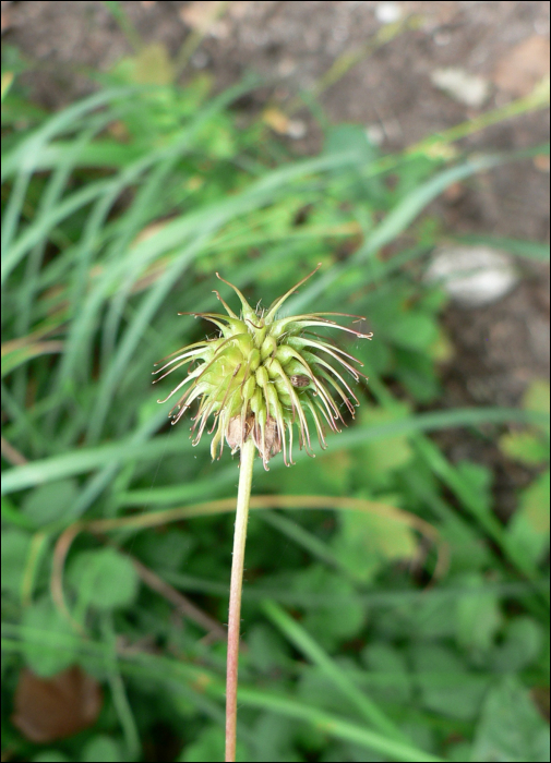 Geum urbanum L.