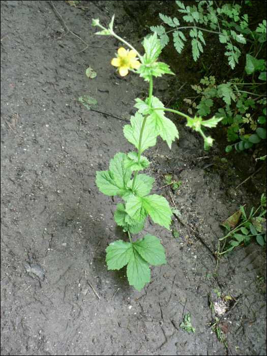 Geum urbanum L.