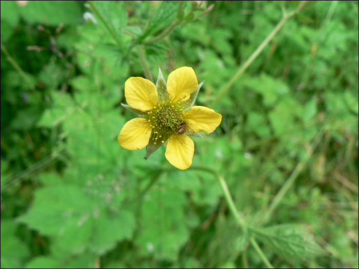 Geum urbanum L.