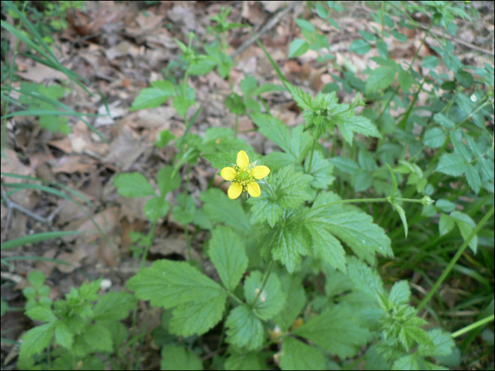 Geum urbanum L.